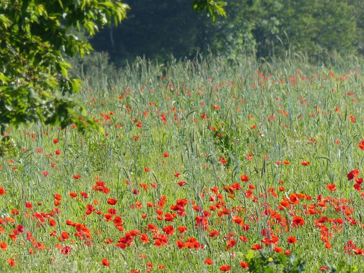 Au Ptit Coquelicot Villa Houyet Exterior foto